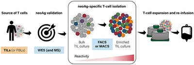 Neoantigen-Specific Adoptive Cell Therapies for Cancer: Making T-Cell Products More Personal